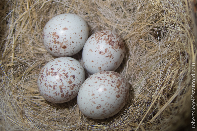 junco